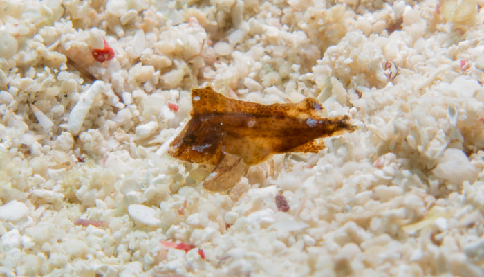 Baby Leaf Scorpionfish